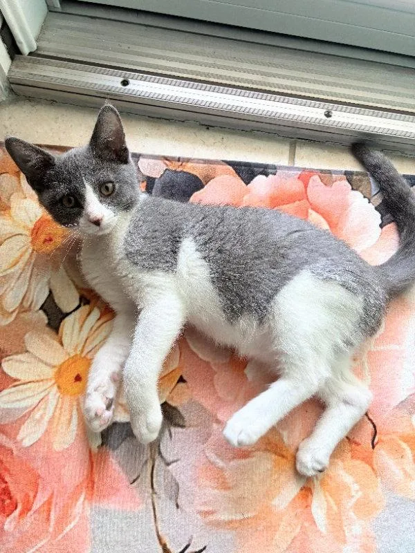 A young medium-sized female Gray & White Domestic Short Hair cat named Maggie May for adoption in Ocala, FL