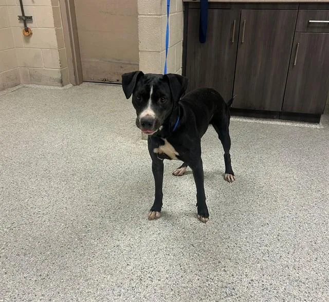 A young large-sized female Pit Bull Terrier dog named A for adoption in Conroe, TX