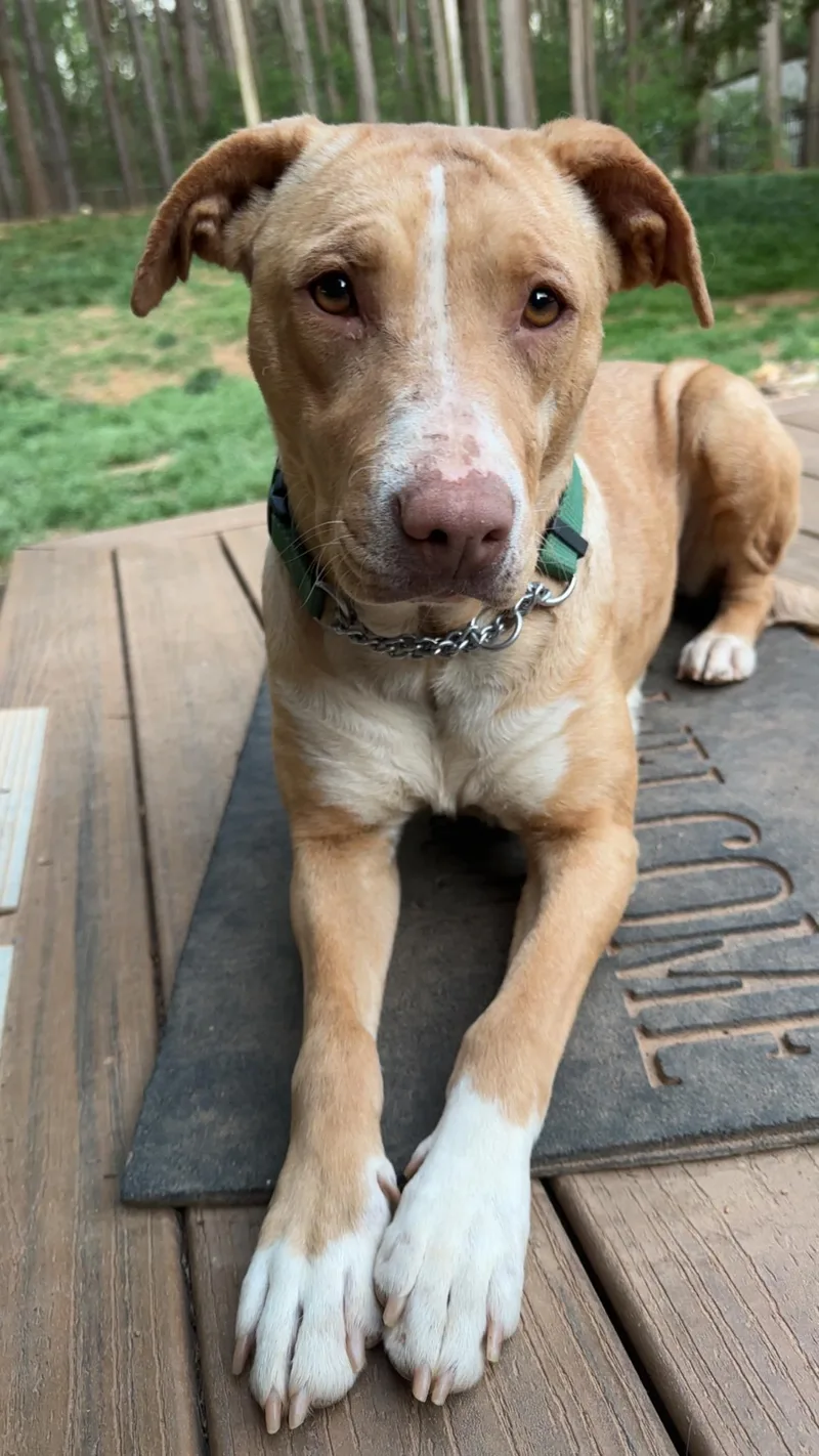 A young medium-sized female Yellow / Tan / Blond / Fawn Yellow Labrador Retriever dog named Destiny for adoption in Maiden, NC