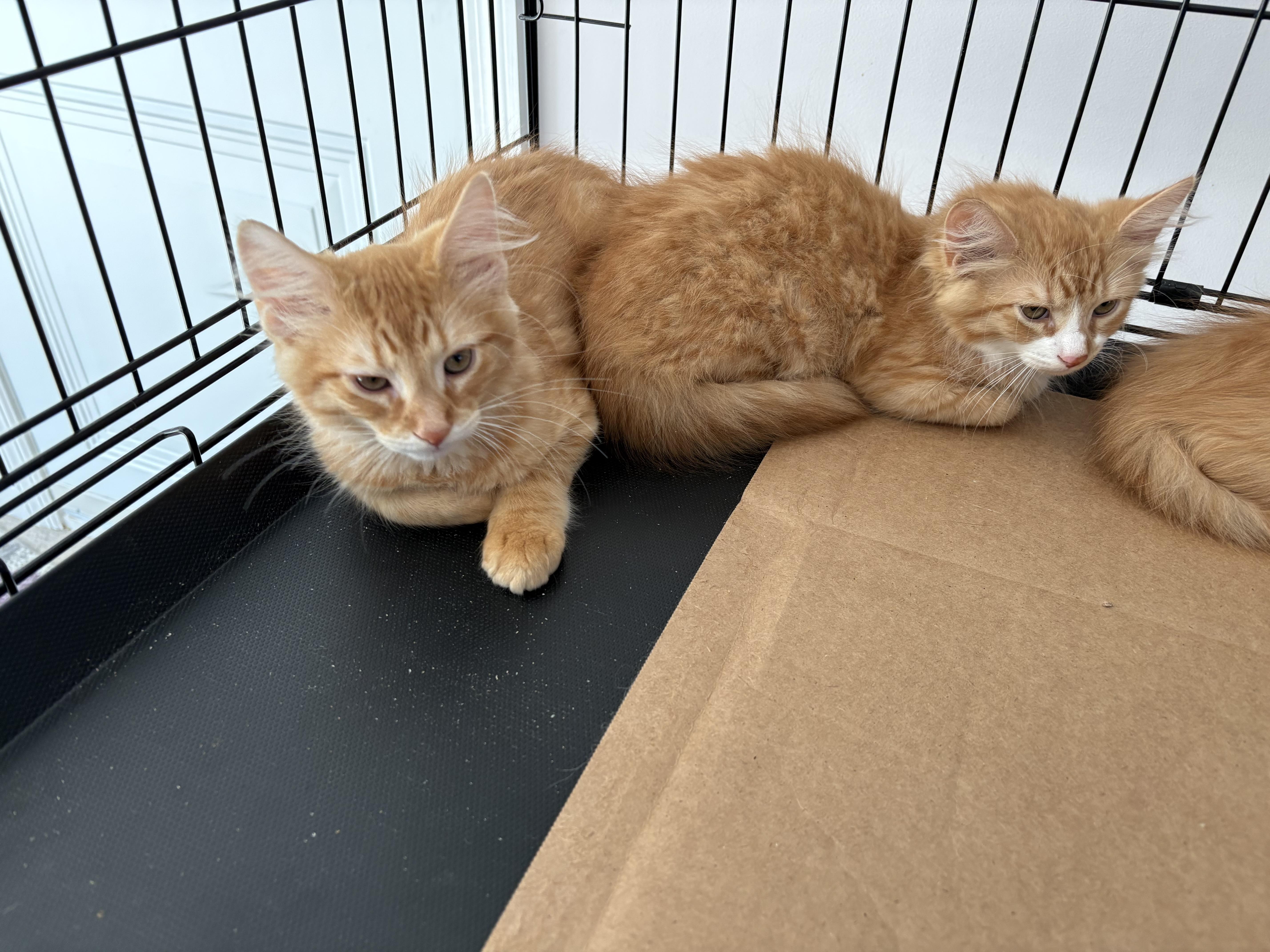 A baby small-sized male Tabby (Orange / Red) Domestic Medium Hair cat named Chipolte for adoption in Seaford, NY