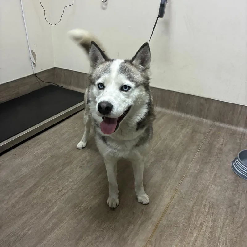 An adult large-sized male Gray / Blue / Silver Siberian Husky dog named Don Jr. for adoption in Pasadena, CA
