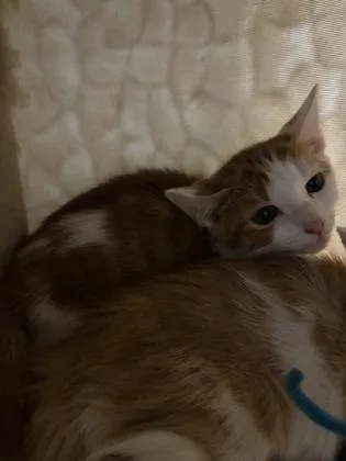 A baby small-sized male Domestic Short Hair cat named Norris for adoption in Cumming, GA