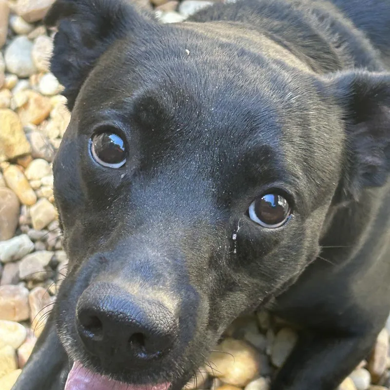 A young medium-sized male Mixed Breed dog named Hutch for adoption in Blue Ridge, GA