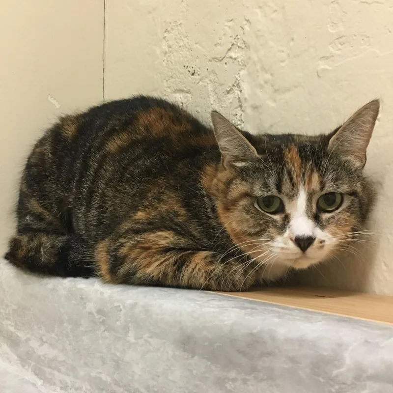 An adult medium-sized female Calico Domestic Short Hair cat named Callie for adoption in Middlebury, VT
