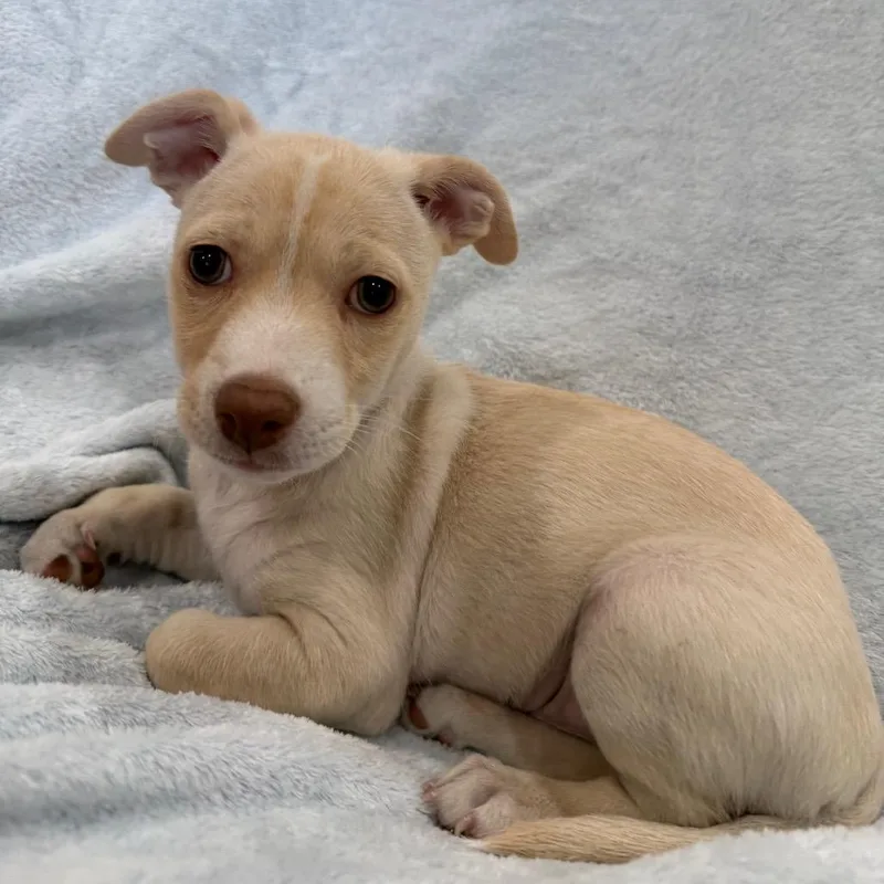 A baby small-sized male White / Cream Chihuahua dog named Salami for adoption in Phoenix, AZ