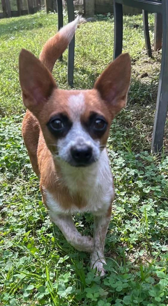 A young small-sized female Chihuahua dog named Panda for adoption in Blountville, TN