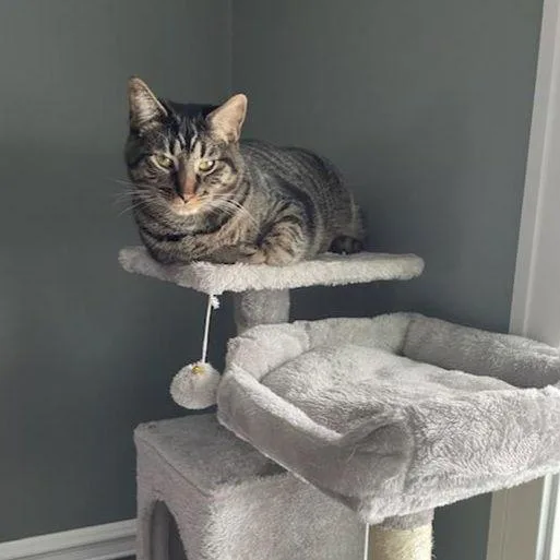 Kaos Litter: Prometheus