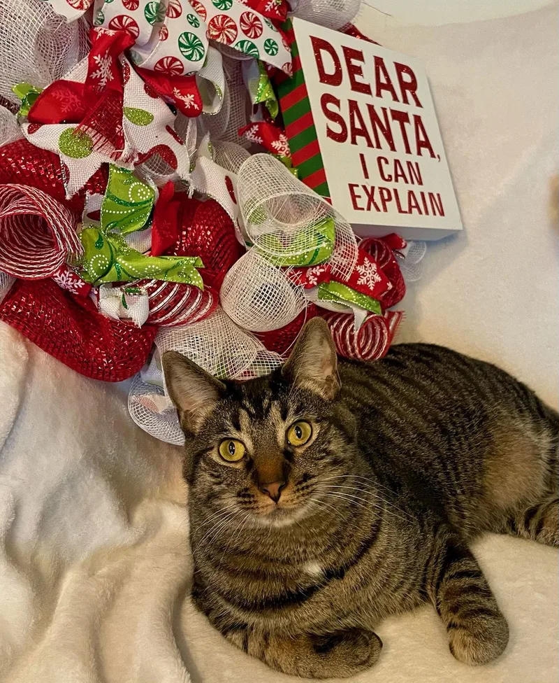 Kaos Litter: Prometheus thumbnail 3