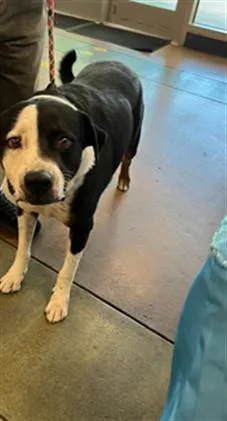 An adult medium-sized male Border Collie dog named Moe for adoption in Van Nuys, CA