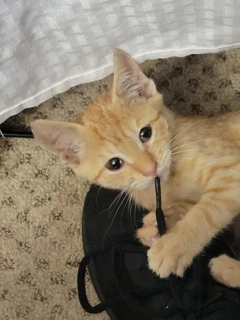 A baby small-sized female Orange / Red Domestic Short Hair cat named Sunflower for adoption in Locust Grove, GA