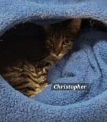 An adult medium-sized male Tabby (Brown / Chocolate) Domestic Short Hair cat named Christopher for adoption in Moline, IL