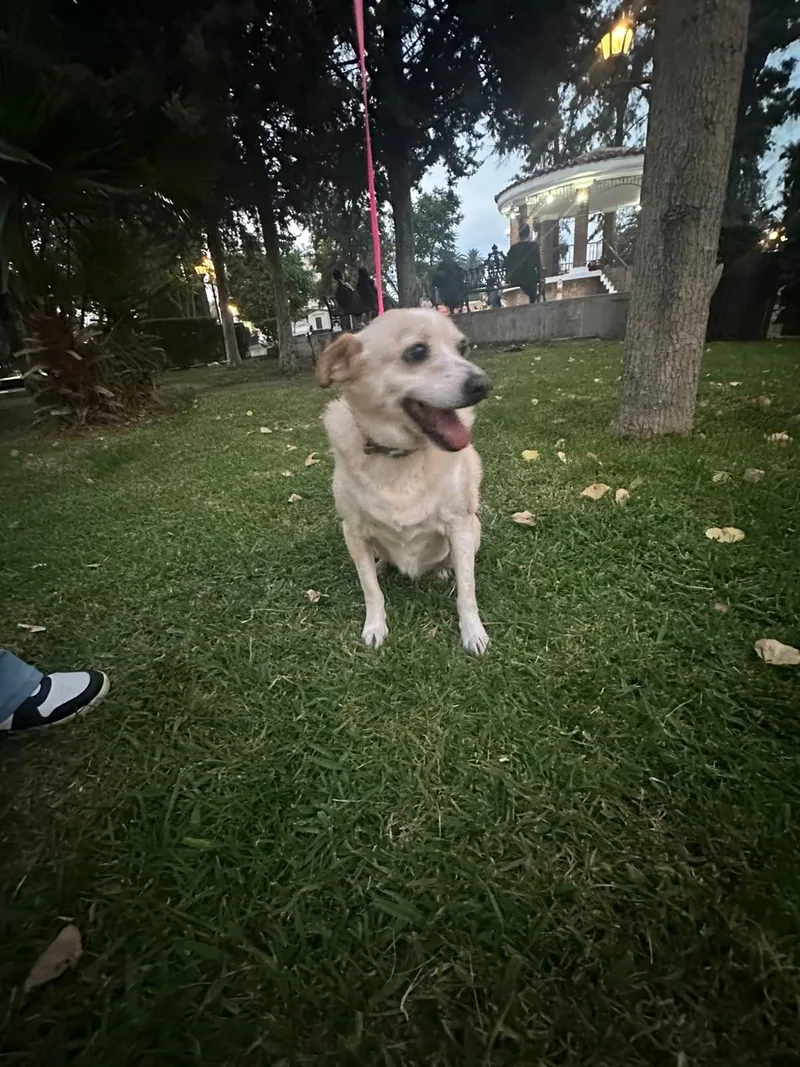 An adult medium-sized female Apricot / Beige Mixed Breed dog named Pennie Rue for adoption in San Ysidro, CA