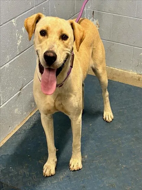 An adult large-sized female Labrador Retriever dog named Twix for adoption in Woodland, CA