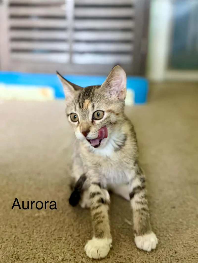 Aurora