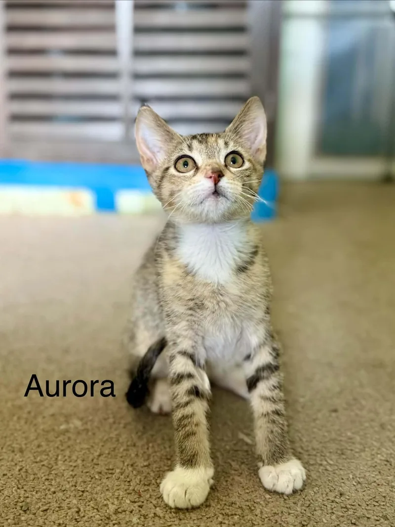Aurora thumbnail 2