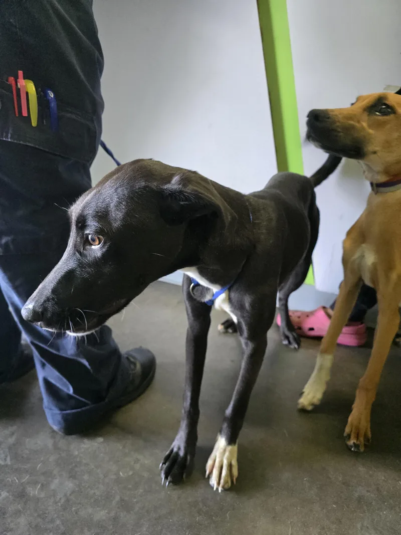 A young medium-sized female Greyhound dog named Kissie for adoption in Los Angeles, CA