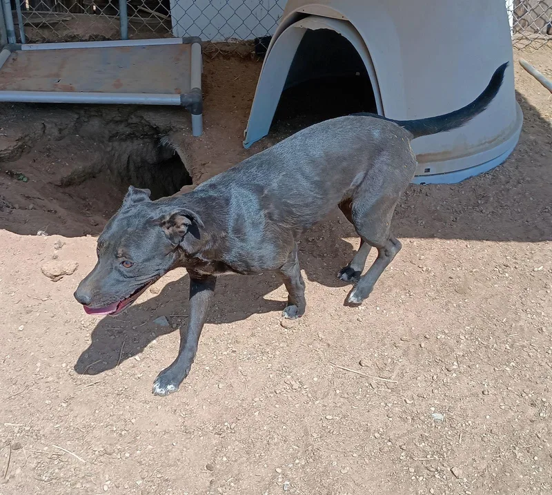 An adult medium-sized female Labrador Retriever dog named Baby Girlbff Is Jingles for adoption in Apple Valley, CA