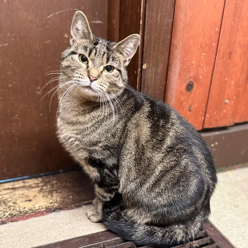 An adult large-sized female Tabby (Gray / Blue / Silver) Domestic Short Hair cat named Analise for adoption in North Tonawanda, NY