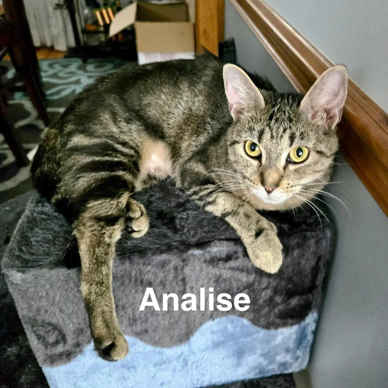 Analise thumbnail 4