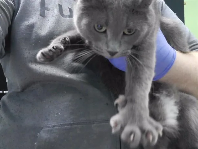 An adult small-sized female Domestic Short Hair cat named Alberta for adoption in Omaha, NE