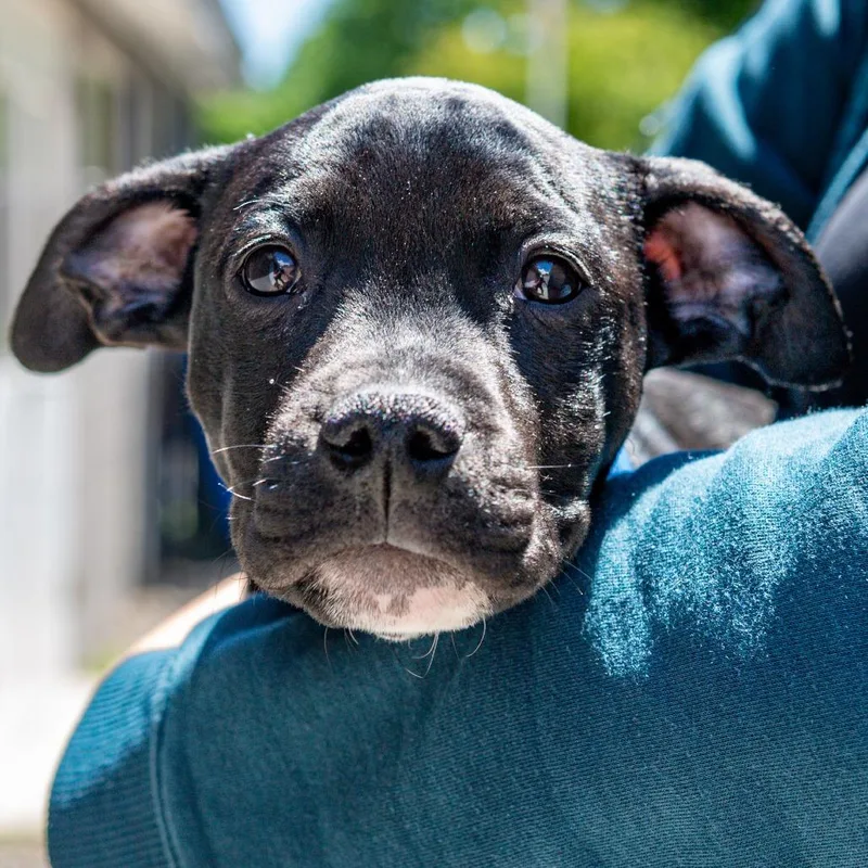 A baby medium-sized male Black Pit Bull Terrier dog named Granddaddy Purple for adoption in Kennebunk, ME