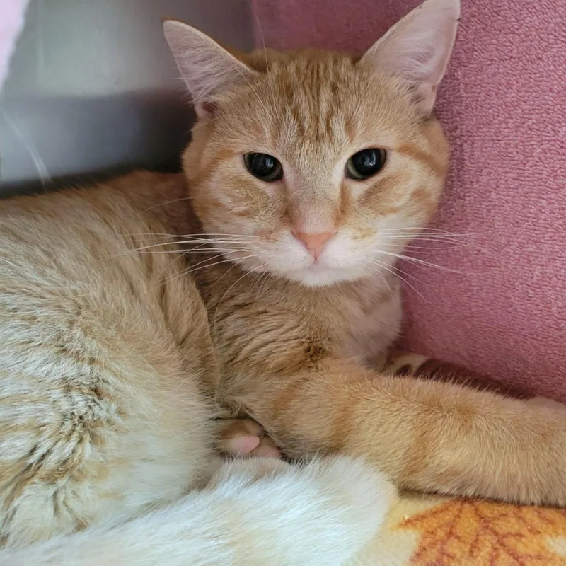 An adult medium-sized male Orange / Red Domestic Short Hair cat named Pistachio for adoption in Plover, WI