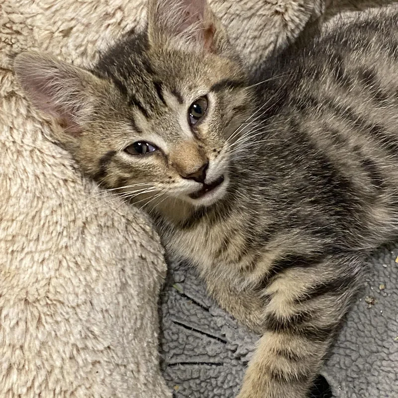 Sakura And Sunflower thumbnail 2