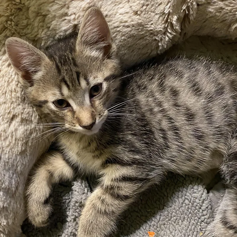 Sakura And Sunflower thumbnail 3