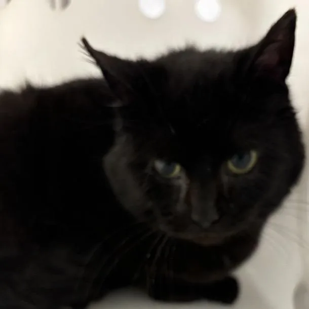 An adult medium-sized male Black Domestic Short Hair cat named Lavern for adoption in New York, NY