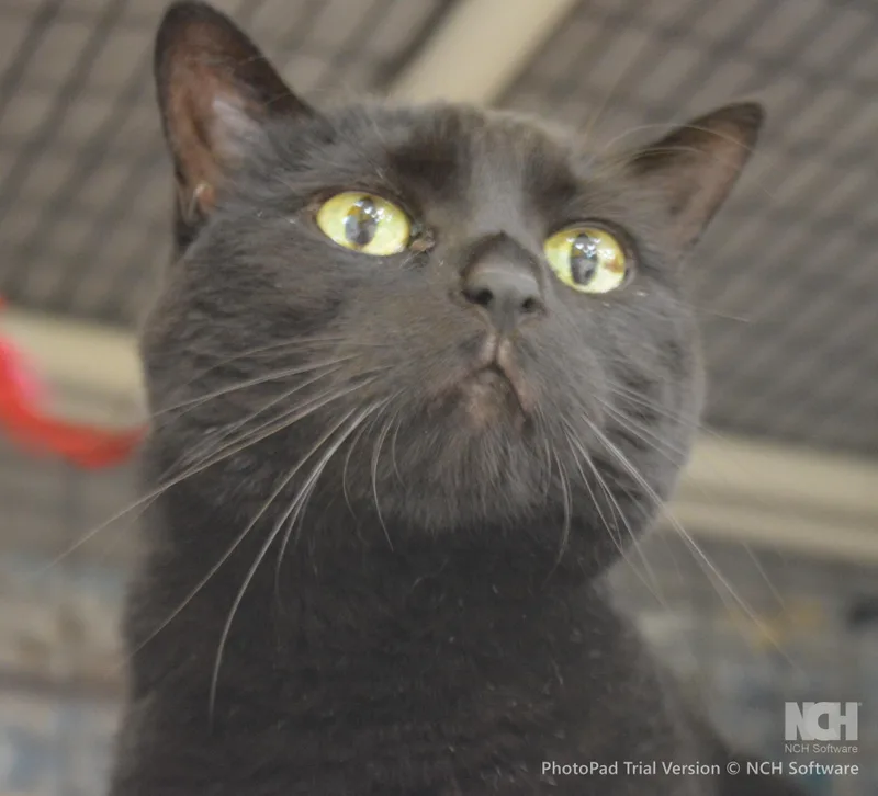 A senior medium-sized female Black Domestic Short Hair cat named Minx for adoption in House Springs, MO