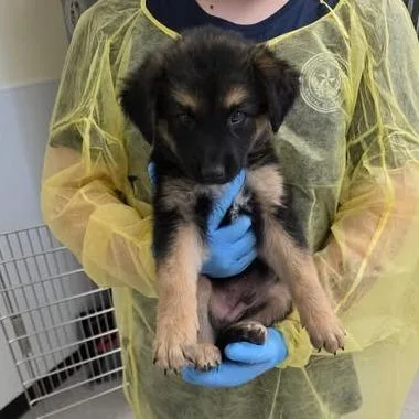A baby small-sized male Black German Shepherd Dog dog named Nash for adoption in Bastrop, TX