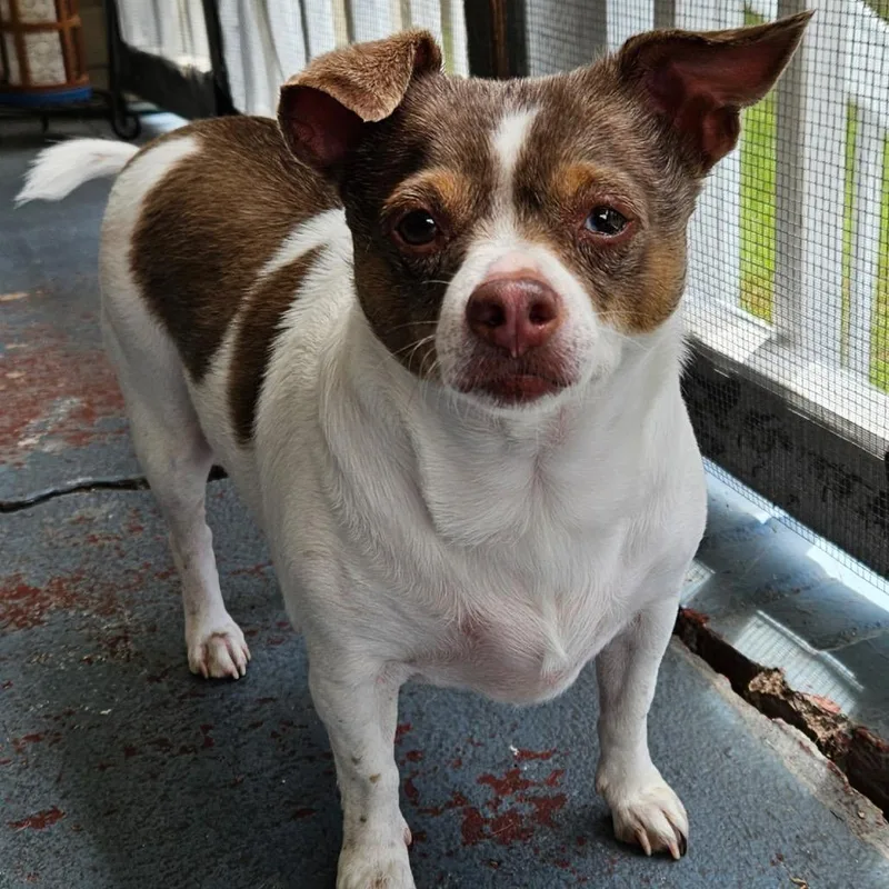 A senior small-sized female Apricot / Beige Chihuahua dog named Abby for adoption in Columbus, GA