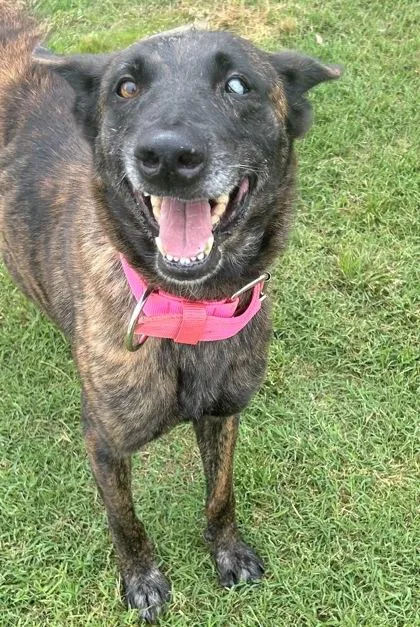 A senior medium-sized female Brindle Mixed Breed dog named Helen for adoption in Georgetown, TX