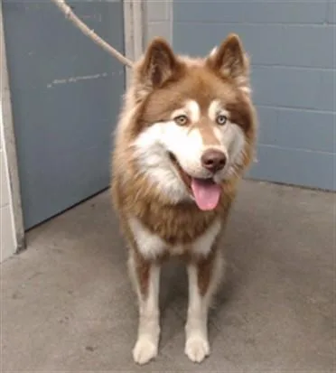 A young medium-sized male Siberian Husky dog named Astro for adoption in Downey, CA
