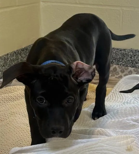 A baby medium-sized male Labrador Retriever dog named Scar for adoption in Brewster, MA
