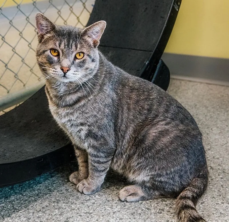 A young medium-sized male Domestic Short Hair cat named Osborne for adoption in Auburn, IN