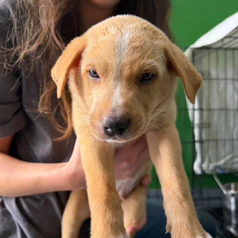 A baby large-sized male Yellow / Tan / Blond / Fawn Labrador Retriever dog named Houndour for adoption in Kyle, TX