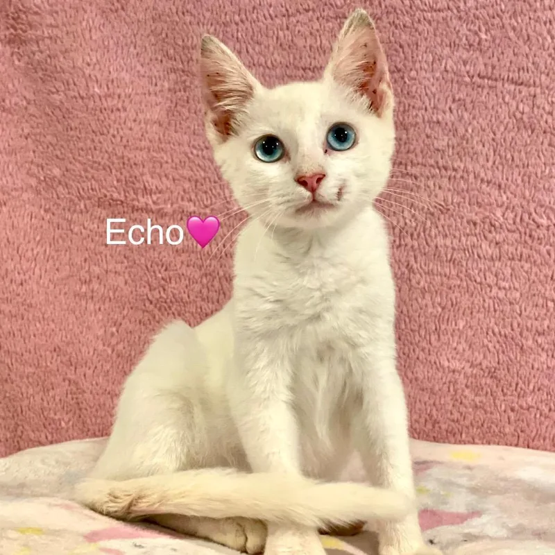 A baby small-sized female White Domestic Short Hair cat named Echo for adoption in Peachtree City, GA