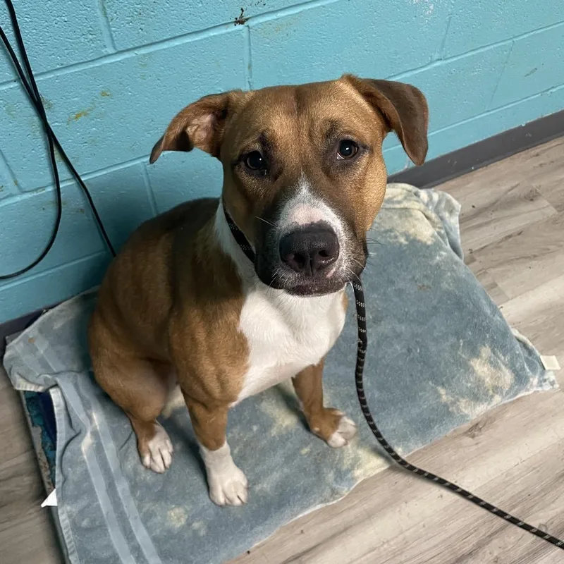 An adult large-sized male Yellow / Tan / Blond / Fawn Mixed Breed dog named Maize for adoption in Saint Louis, MO