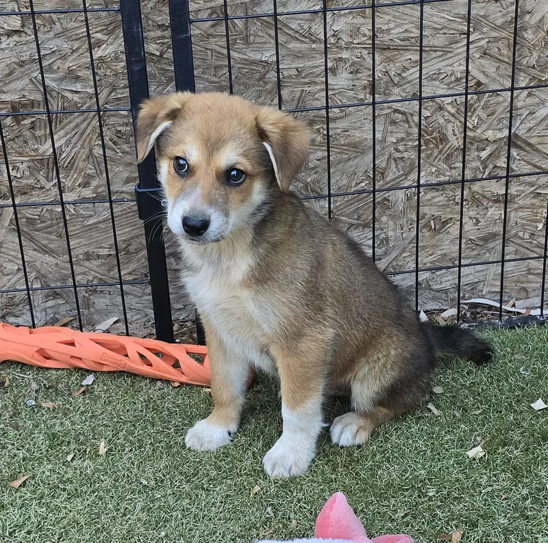 A baby medium-sized male Labrador Retriever dog named Baloo for adoption in Apache Junction, AZ