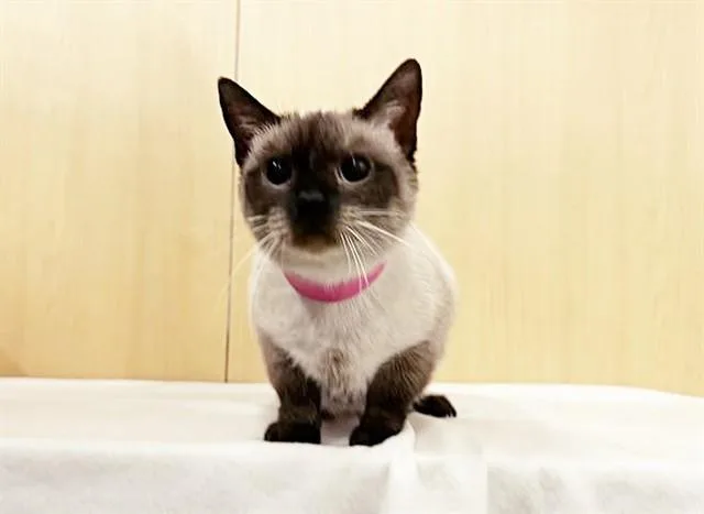 A young medium-sized female Domestic Short Hair cat named Kleo for adoption in Saint Louis, MO