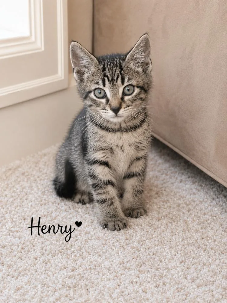 Henry thumbnail 2