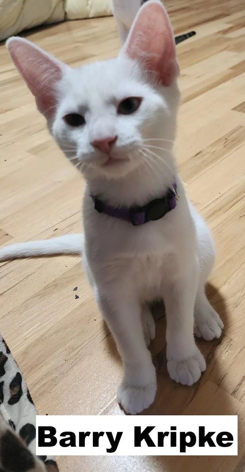 A baby medium-sized male Domestic Short Hair cat named Barry for adoption in Zimmerman, MN