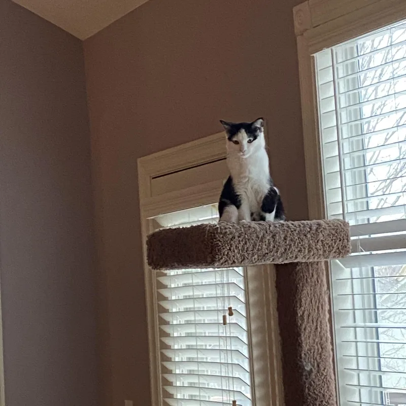 Jazzy Girl thumbnail 2