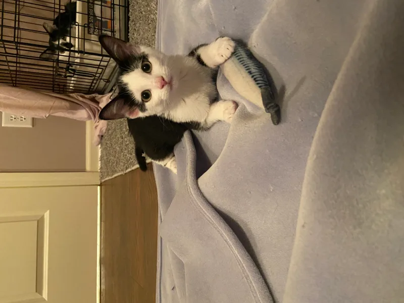 Jazzy Girl thumbnail 5