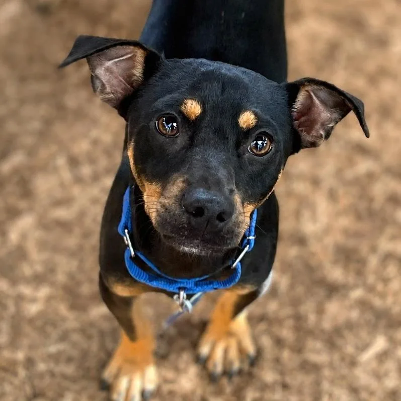 A young small-sized male Black Chihuahua dog named Remsen for adoption in Boerne, TX