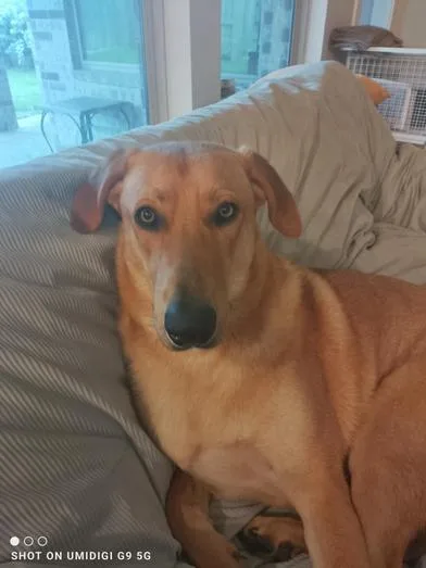 Levi