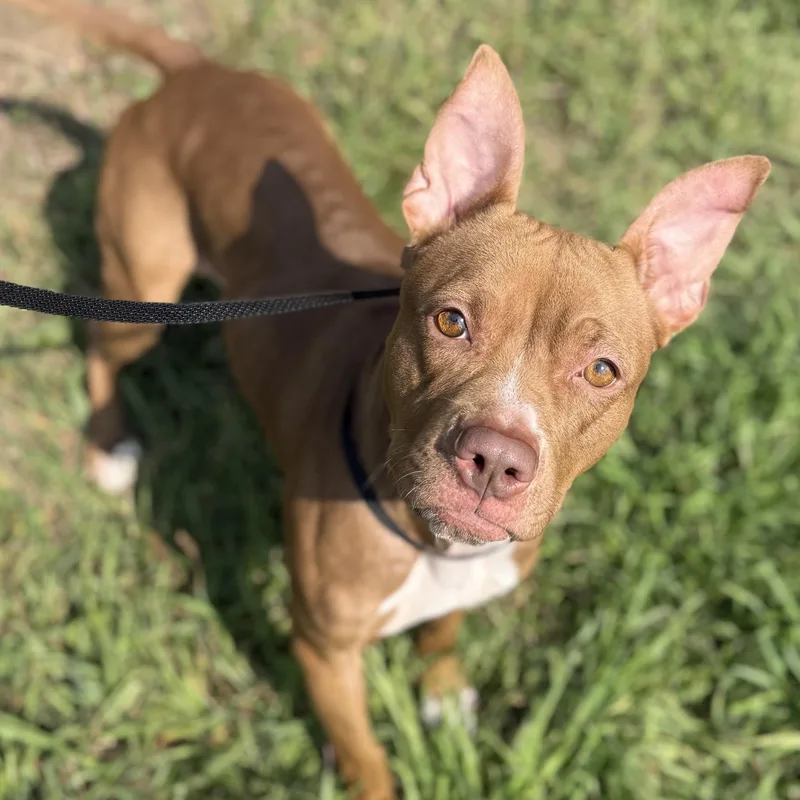 An adult medium-sized female Red / Chestnut / Orange American Staffordshire Terrier dog named Figgy for adoption in Brookeville, MD