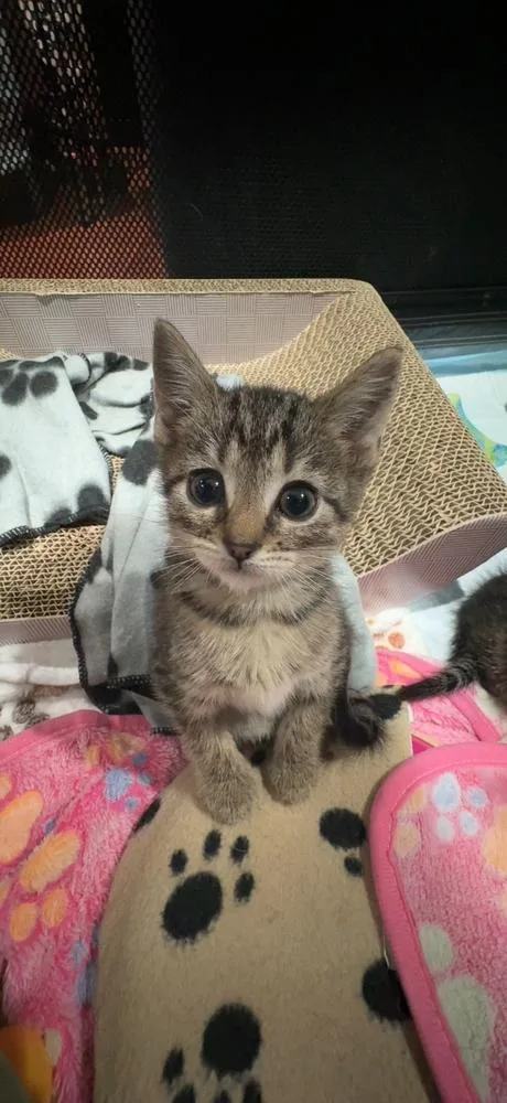 A baby medium-sized female Tabby (Brown / Chocolate) Domestic Short Hair cat named Katara for adoption in North Brunswick, NJ