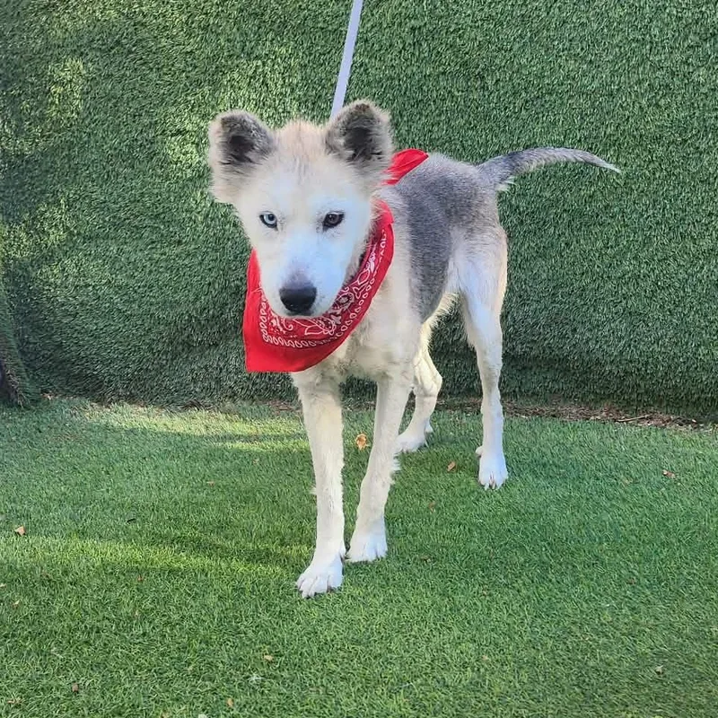 An adult medium-sized female White / Cream Siberian Husky dog named Alaska for adoption in Oak Point, TX